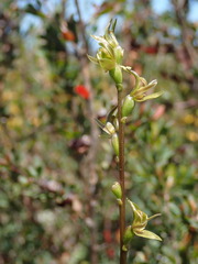 Prasophyllum concinnum