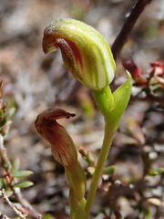Pterostylis aphylla