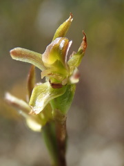 Prasophyllum concinnum