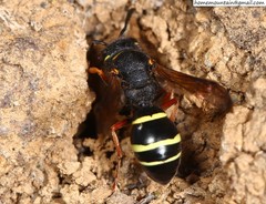 Odynerus tristis