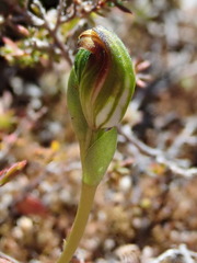 Pterostylis aphylla