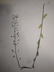 Camelina microcarpa