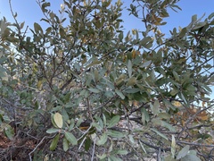 Quercus mohriana