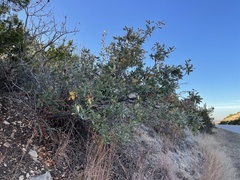 Quercus mohriana