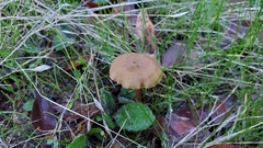 Entoloma formosum