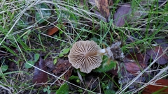Entoloma formosum