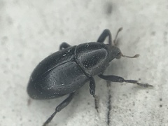 Tyloderma baridium
