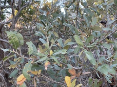Quercus mohriana