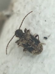 Ptinus texanus