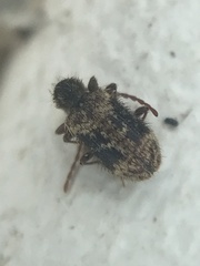Ptinus texanus