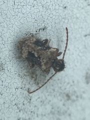 Ptinus texanus