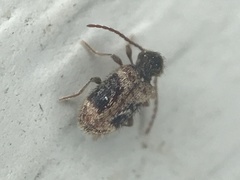 Ptinus texanus