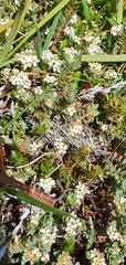 Pimelea mesoa macra