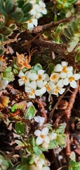Pimelea mesoa macra