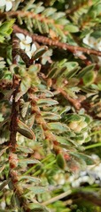 Pimelea mesoa macra