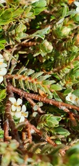 Pimelea mesoa macra