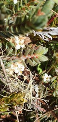 Pimelea mesoa macra