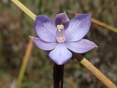 Thelymitra erosa