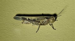 Pycnostictus seriatus