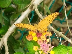 Phalanta phalantha phalantha