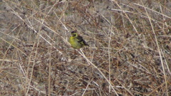 Chloris spinoides