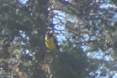 Mycerobas melanozanthos