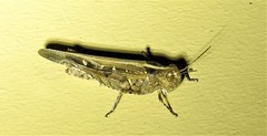 Pycnostictus seriatus