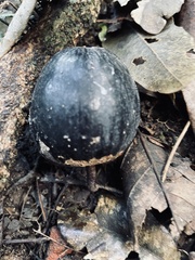 Planchonella australis