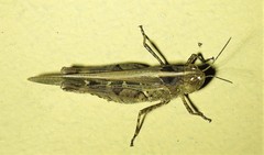 Pycnostictus seriatus