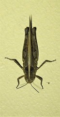 Pycnostictus seriatus