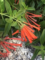 Bouvardia ternifolia