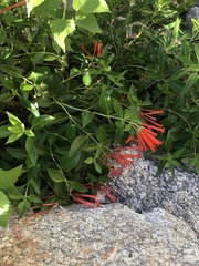 Bouvardia ternifolia