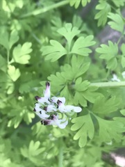 Fumaria parviflora