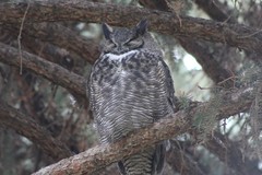 Bubo virginianus lagophonus