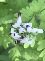 Fumaria parviflora
