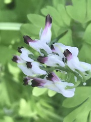 Fumaria parviflora