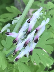 Fumaria parviflora