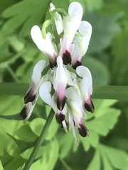 Fumaria parviflora