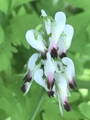 Fumaria parviflora