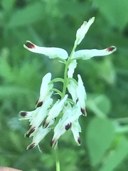 Fumaria parviflora