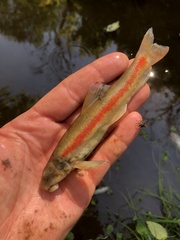 Pantosteus platyrhynchus