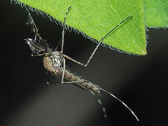 Aedes rusticus