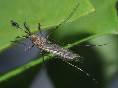 Aedes rusticus