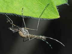 Aedes rusticus