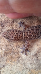 Pachydactylus capensis