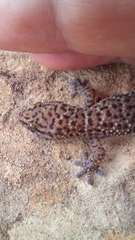 Pachydactylus capensis