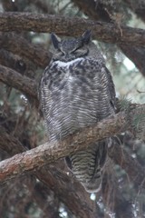 Bubo virginianus lagophonus