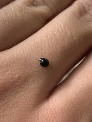 Exochomus laeviusculus