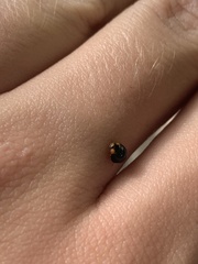 Exochomus laeviusculus