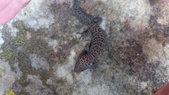 Pachydactylus capensis